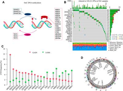 Molecular Characterization of the Clinical and Tumor Immune Microenvironment Signature of 5-methylcytosine-Related Regulators in non-small Cell Lung Cancer